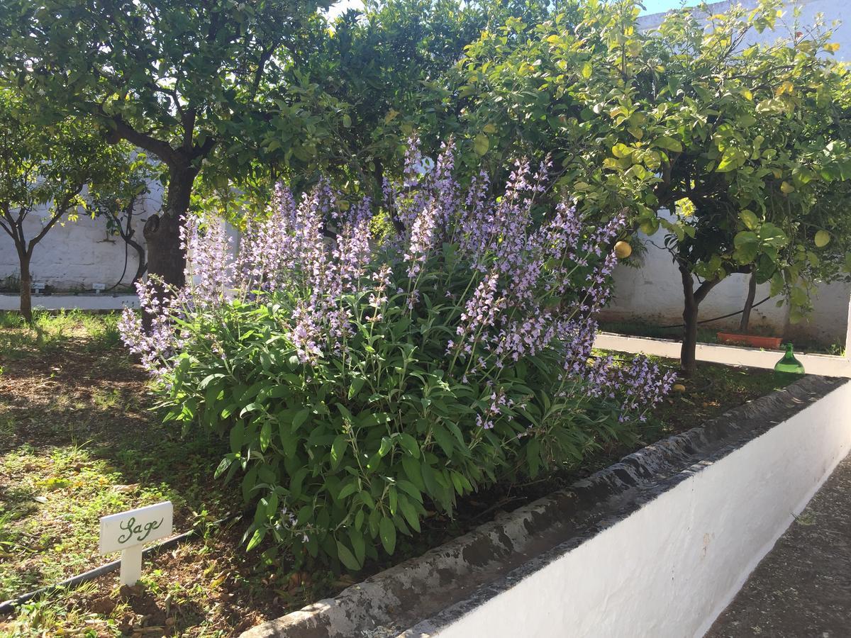 Masseria Rienzo Остуни Екстериор снимка