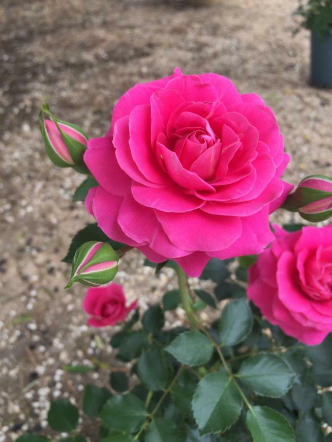 Masseria Rienzo Остуни Екстериор снимка
